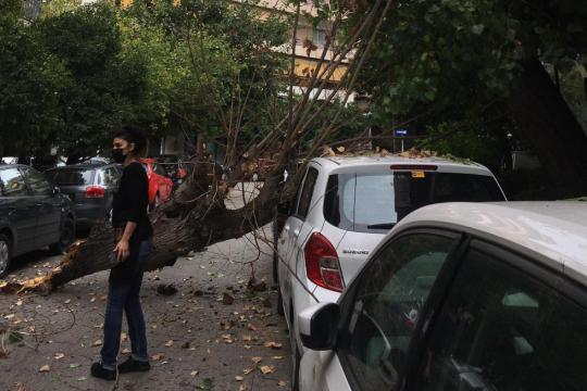Πτώση δέντρου μέρα μεσημέρι στο Παγκράτι