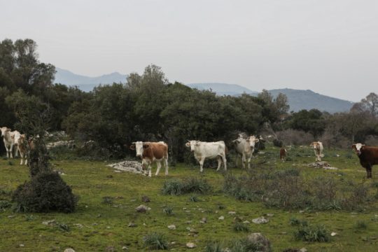 Μέτρα για την ενίσχυση του κλάδου ζητούν κτηνοτρόφοι και αγρότες της Κρήτης