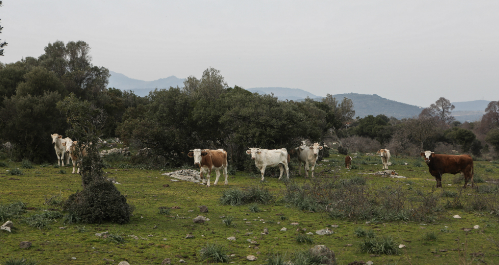 Μέτρα για την ενίσχυση του κλάδου ζητούν κτηνοτρόφοι και αγρότες της Κρήτης