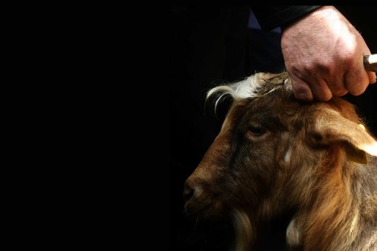 Νύφες και «νύφες»