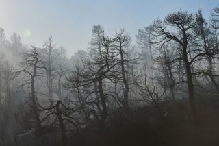 «Φύγε, διώκτα, τύραννε, αιματοπότα, σκύλε»