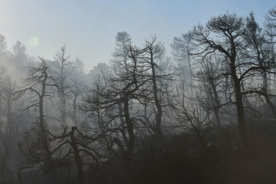 «Φύγε, διώκτα, τύραννε, αιματοπότα, σκύλε»