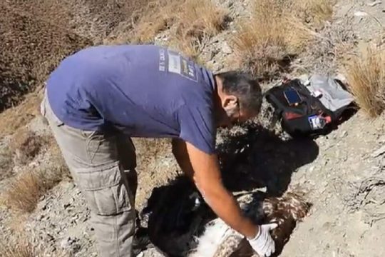Νέο περιβαλλοντικό έγκλημα στην Κρήτη: Χρυσαετός νεκρός από πυροβολισμό