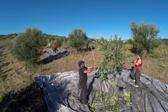 Κυριάκο τράβα το λιόπανο να στρώσουμε και δώθε