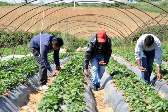 Τίποτα δεν άλλαξε στη Μανωλάδα, 13 χρόνια μετά