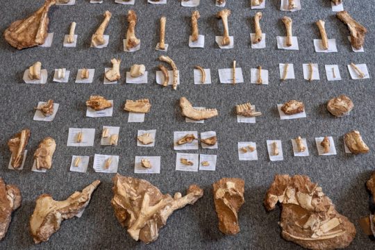 Στο φως απολιθωμένα οστά ζώων που έζησαν στη Λέσβο πριν από 2 εκατ. χρόνια