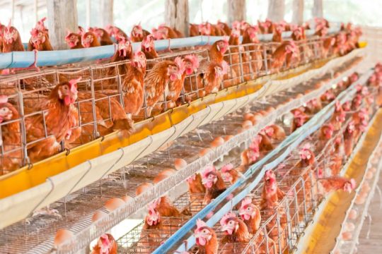 Ε.Ε.: Απαγορεύει τα προληπτικά αντιβιοτικά σε φάρμες ζώων υπό το φόβο νέας πανδημίας