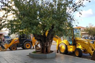 Δήμαρχος Τριφυλίας εναντίον… μουριάς