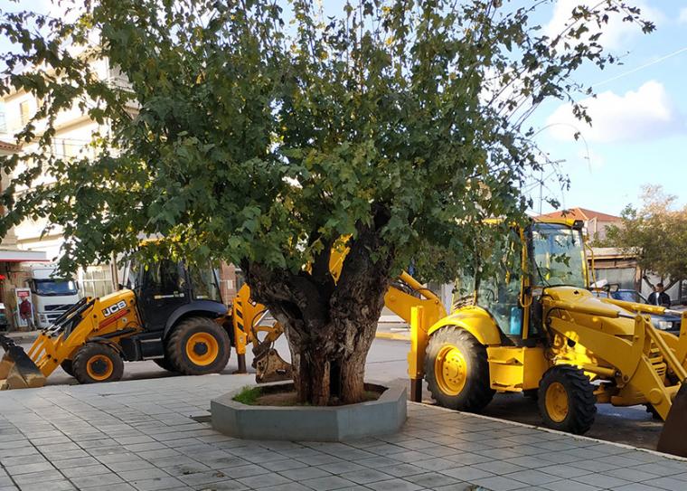 Δήμαρχος Τριφυλίας εναντίον… μουριάς