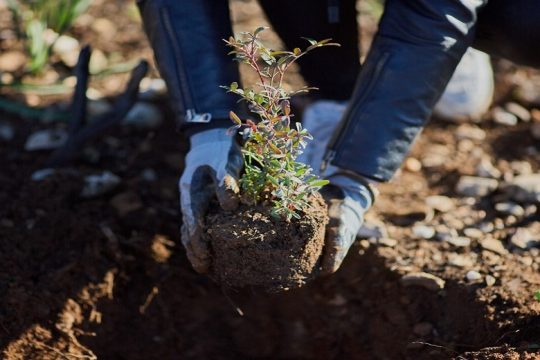 Η Παπαστράτος φυτεύει 70.000 δέντρα