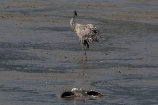 Γρίπη των πτηνών σκότωσε πάνω από 5.000 γερανούς στο Ισραήλ