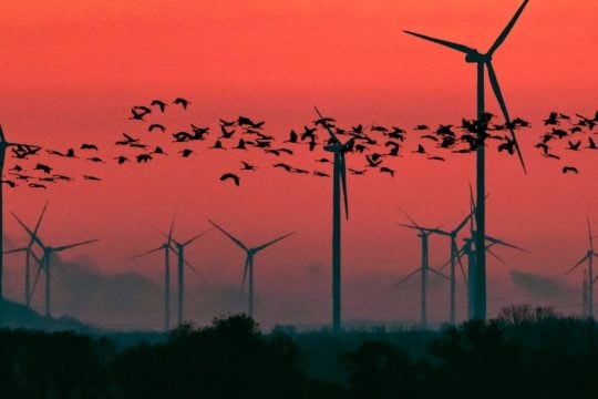 Έρευνα: Δεκάδες είδη πτηνών υπό εξαφάνιση στη Βρετανία τα τελευταία χρόνια