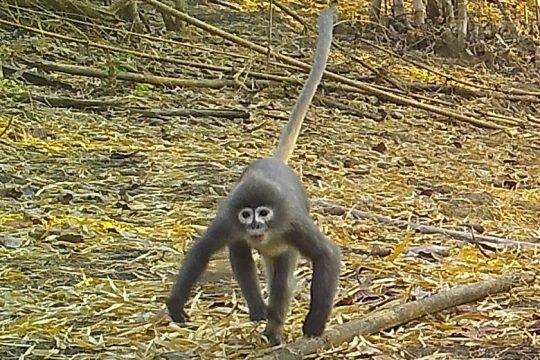 WWF: Πάνω από 200 νέα είδη ζωής ανακαλύφθηκαν στη Νοτιοανατολική Ασία – Πολλά υπό εξαφάνιση