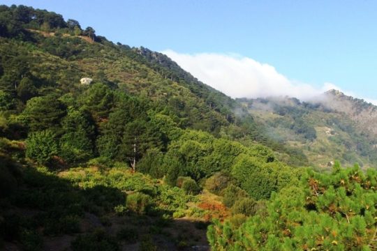 Αρχέγονα Σαμιώτικα εδάφη και εμβληματικοί παραγωγοί
