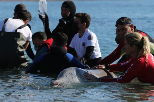 Σε κρίσιμη κατάσταση η υγεία της φάλαινας που ξεβράστηκε στον Άλιμο