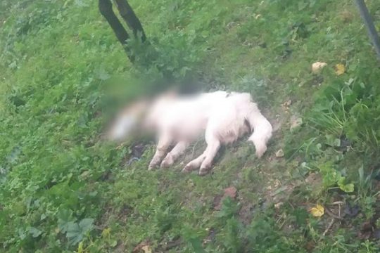 Δηλητηρίασαν πουλιά για να σκοτώσουν σκυλιά στην Ηλεία