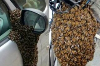 Βοηθήστε: Νερό και ζάχαρη για τις μέλισσες