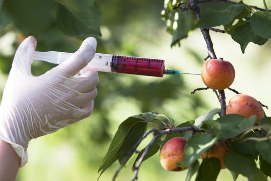 Χέρι βοηθείας στα γενετικά τροποποιημένα τρόφιμα