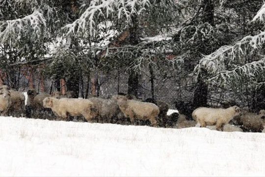 Κρήτη: Ζημιές σε ζωικό και φυτικό κεφάλαιο από τον χιονιά