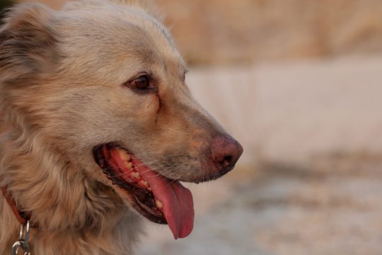 Τα ζωάκια μας τον χειμώνα