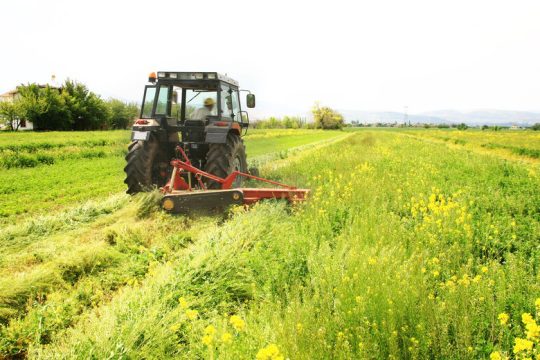Η ρήτρα ρεύματος «έφαγε» 20 στρέμματα τριφύλλι!