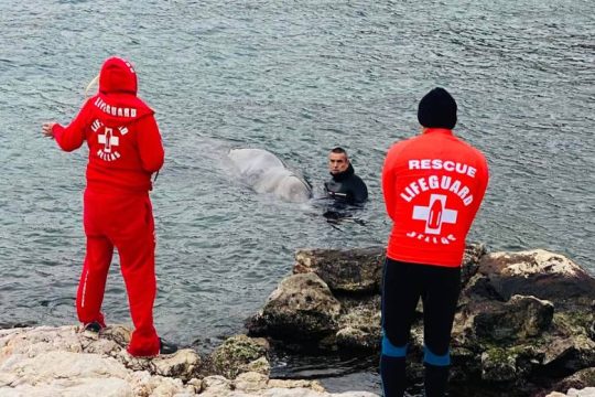 Τι έδειξε η νεκροψία της νεαρής ραμφοφάλαινας