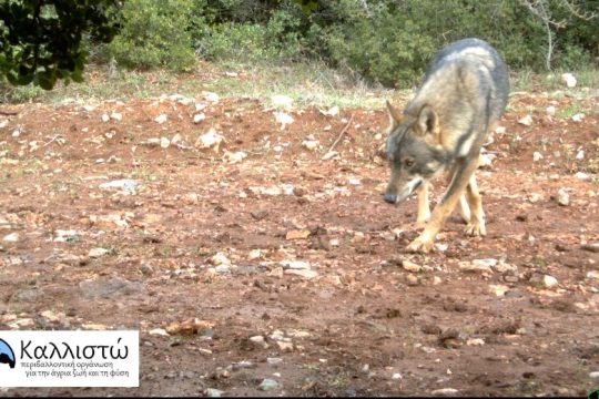 Ενημέρωση της «ΚΑΛΛΙΣΤΩ» για την πιθανή επίθεση λύκου σε σκύλους στον Διόνυσο