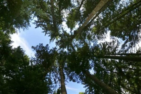Νέες μπαταρίες φτιαγμένες από ξύλο στη Σουηδία