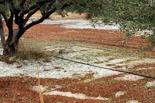 Την Πέμπτη οι αποζημιώσεις του ΕΛΓΑ για τον παγετό του 2021