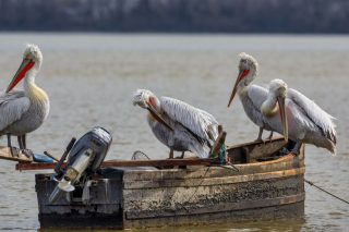 «Θερίζει» και τρομάζει η γρίπη των πτηνών