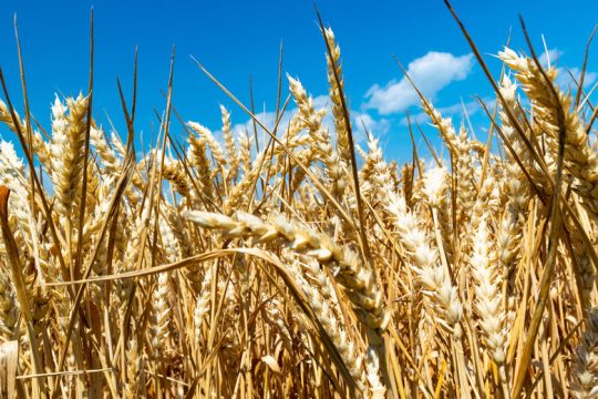 Η επισιτιστική κρίση είναι παγκόσμια και ήρθε για να μείνει