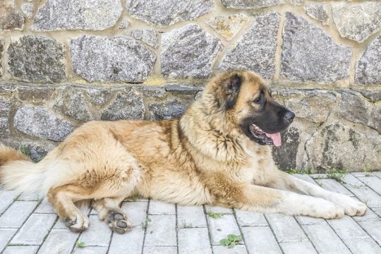 Η μάχη του Μπίλι