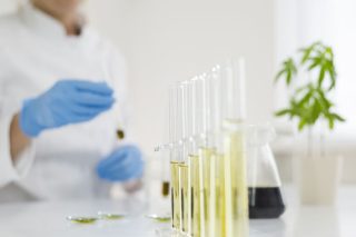 Διαιωνίζεται η παρανομία της φαρμακευτικής κάνναβης