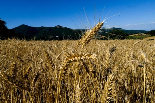 Υποχρεωτική δήλωση αποθεμάτων από επιχειρήσεις γεωργικών προϊόντων