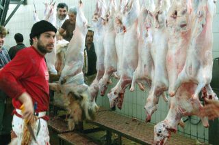 Πήραν πίσω τη βάναυση διάταξη για τη σφαγή ζώων χωρίς αναισθησία