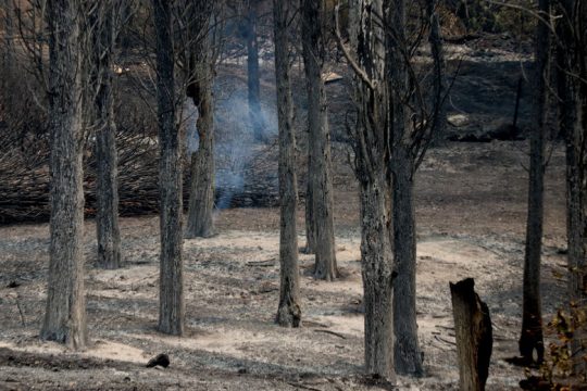 Βελτιωμένη η εικόνα της πυρκαγιάς στη Χαλκιδική