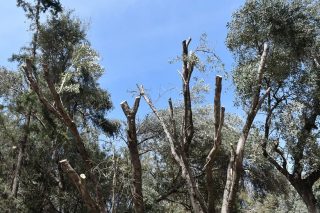 «Σφαγή» δέντρων στην Ακαδημία Πλάτωνος