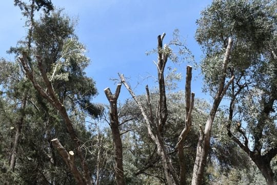 «Σφαγή» δέντρων στην Ακαδημία Πλάτωνος