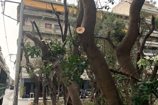 Συλλογή υπογραφών κατά του πετσοκόμματος δέντρων στην Αθήνα