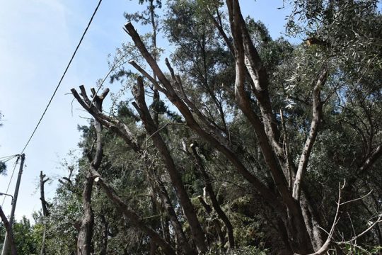 «Αναγκαίο» το αυστηρό κλάδεμα των δέντρων απαντά ο Δ. Αθηναίων μετά τις αντιδράσεις