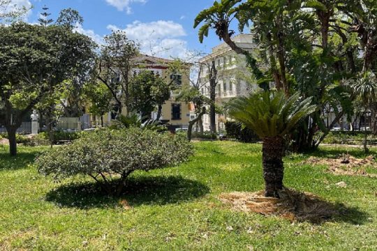 Διευκρινήσεις από τον δήμαρχο Χανίων για τις κοπές δέντρων