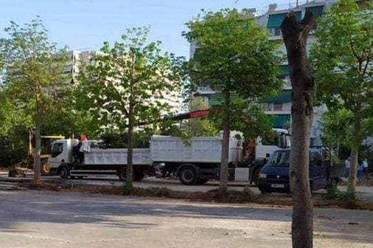 Να σταματήσει η καταστροφή δέντρων στις πόλεις ζητούν 30 περιβαλλοντικοί φορείς