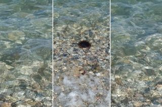 Το ταξίδι της μέδουσας