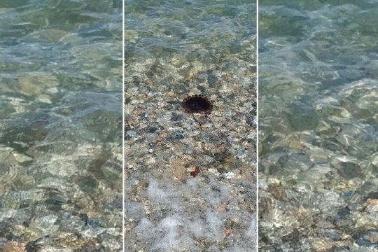 Το ταξίδι της μέδουσας