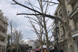 Ανοιχτή συνέλευση ενάντια στη «σφαγή των δέντρων από το Δήμο Αθηναίων»