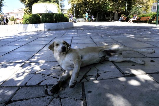 Μπαζάρ βιβλίων και αντικειμένων στα Χανιά για τη στήριξη των αδέσποτων