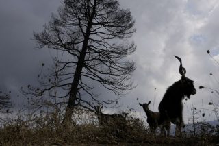 Στον αστερισμό της άγριας ανάπτυξης
