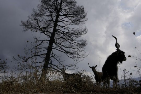 Στον αστερισμό της άγριας ανάπτυξης