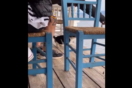 Στον εισαγγελέα ο 30χρονος που κλώτσησε γάτα στην Αιδηψό