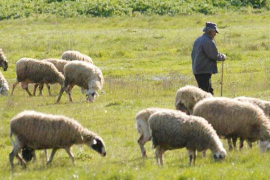 Καταγγέλλουν «βρόμικο παιχνίδι με τα αμνοερίφια»